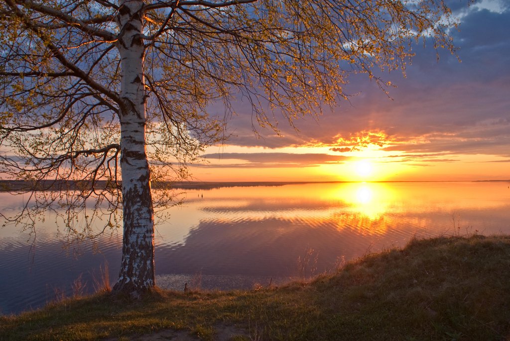 Осенняя береза у воды